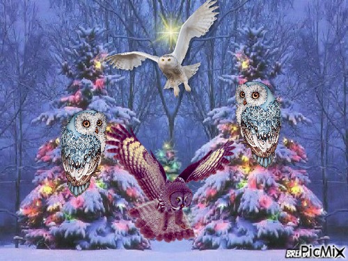 Christmas owl - ücretsiz png