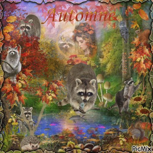 Raccoons in autumn - GIF animé gratuit