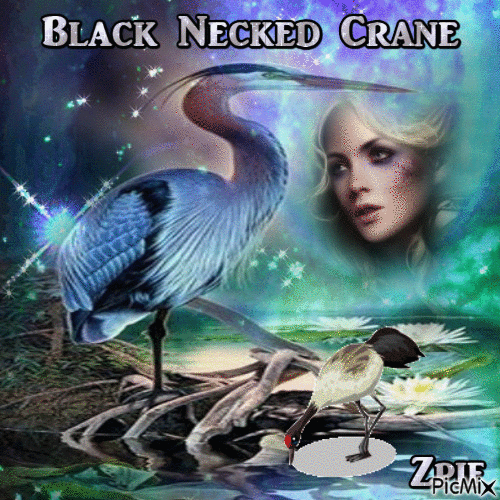 black necked crane - Free animated GIF