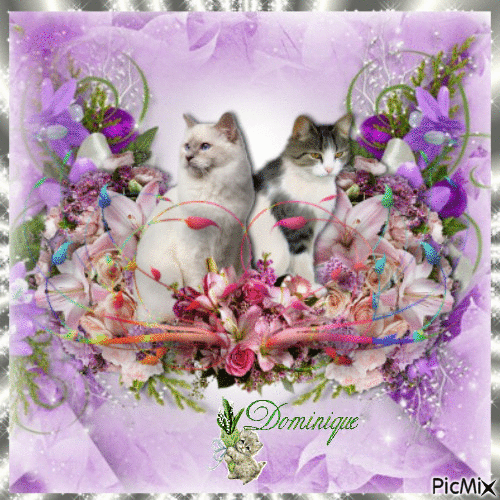 Chats et fleurs - Free animated GIF