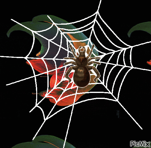 Araña - Darmowy animowany GIF