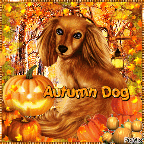 Autumn - Pumpkin and dog - GIF animé gratuit