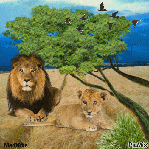 lions au repos - Nemokamas animacinis gif