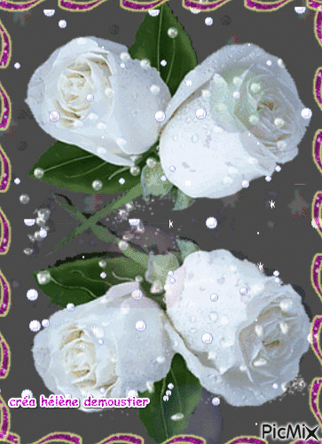 HD rose blanche reflet - Free animated GIF
