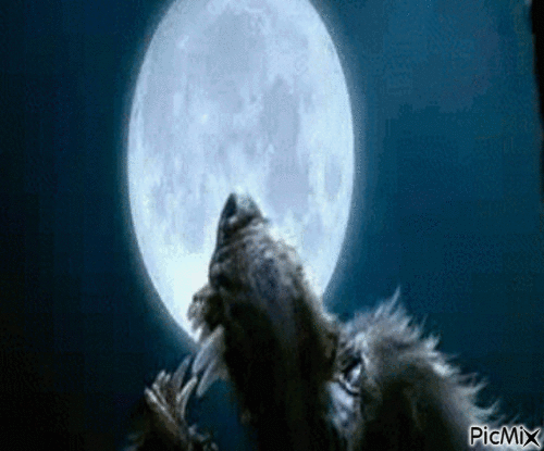 wolf 9 - GIF animado grátis