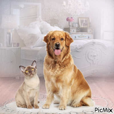 cat and dog - darmowe png