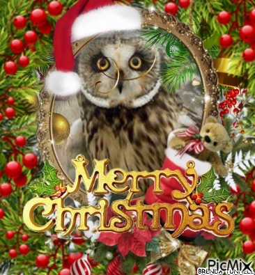 Christmas owl - kostenlos png