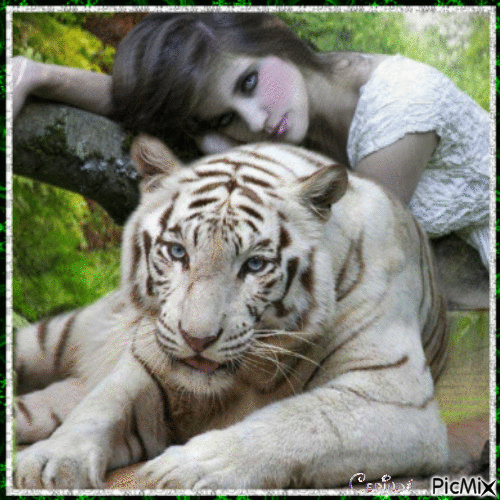 Tigre blanc - GIF animado grátis
