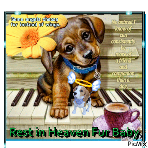 Rest in heaven fur baby - Ingyenes animált GIF