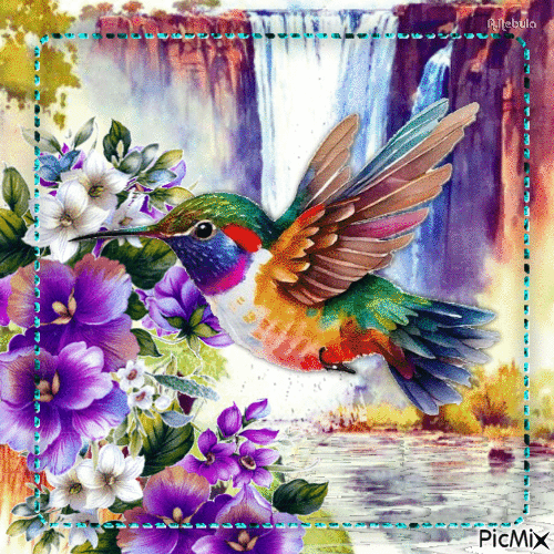 Hummingbird-contest - Δωρεάν κινούμενο GIF