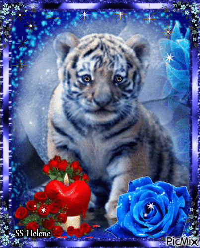 Baby Tiger. - GIF animado gratis