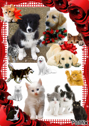 chiots et chatons - Free animated GIF