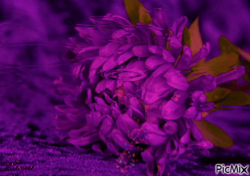 Flor - Ilmainen animoitu GIF
