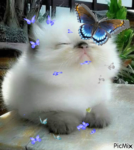 Butterfly  cat - GIF animasi gratis