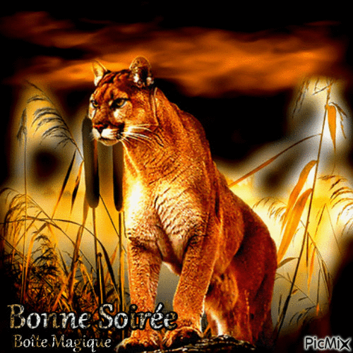 lionne - 無料のアニメーション GIF