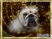 Bulldog blanc - Gratis animeret GIF