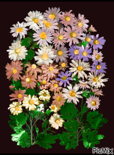 kvety - Nemokamas animacinis gif