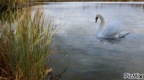 А белый лебедь на пруду... - GIF animado gratis