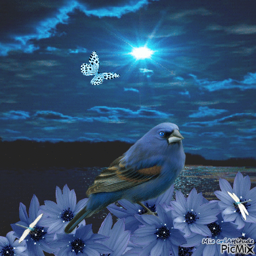 L'oiseau du soir :) - Animovaný GIF zadarmo