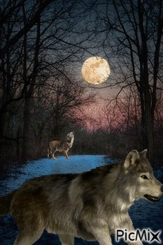 Lobos bajo la luna - Free animated GIF