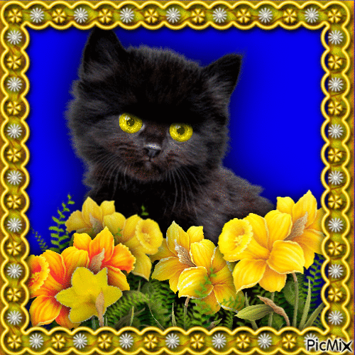 black cat ❣ черный кот - GIF animé gratuit