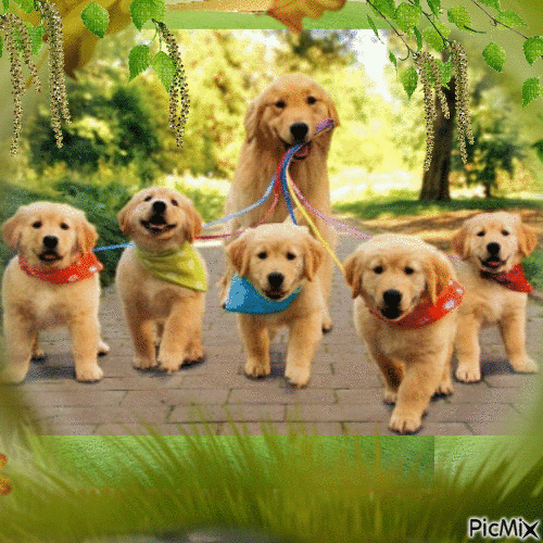 chiens - Free animated GIF