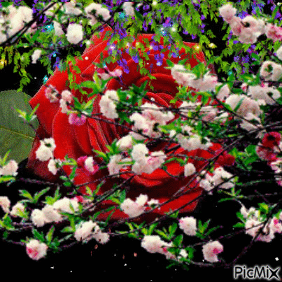 Rosa - 免费动画 GIF