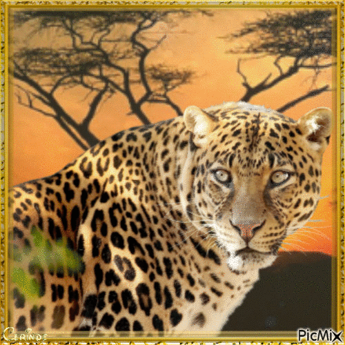 La beauté du tigre - Darmowy animowany GIF