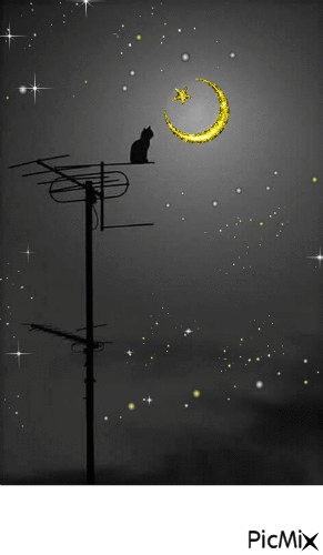 cat and the moon - Gratis geanimeerde GIF