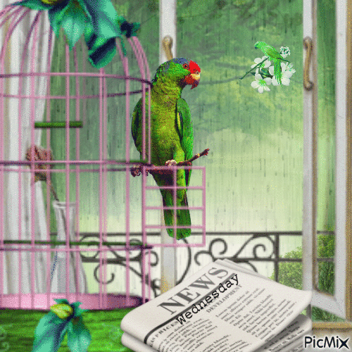 Wednesday, green, parrot - Zdarma animovaný GIF