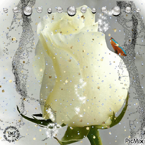 Fehér rózsa - GIF animasi gratis