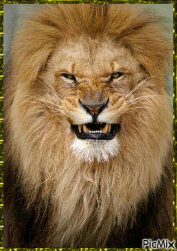 Le roi de la jungle - Ilmainen animoitu GIF