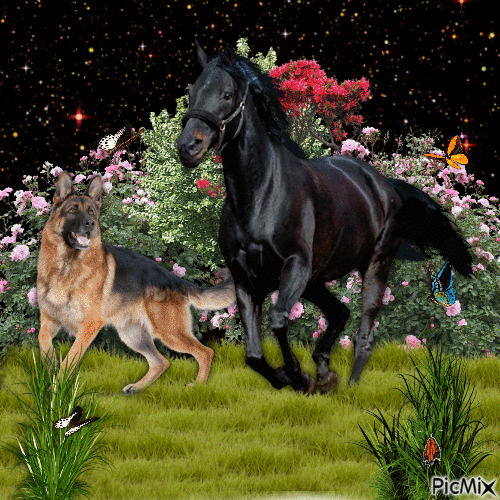 Paard met hond - Zdarma animovaný GIF