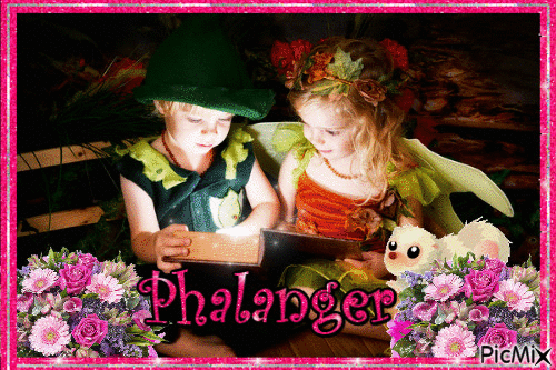 Phalanger - Бесплатни анимирани ГИФ