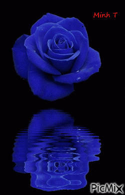 Blue rose - GIF animé gratuit