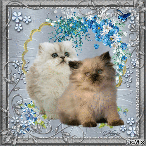 Persian Kittens - Gratis animeret GIF