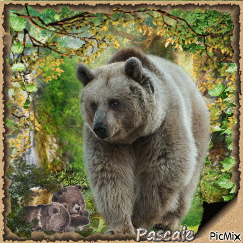 Nature10.... les ours bruns - 免费动画 GIF