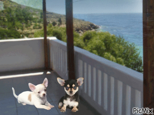 Amazing dogs - GIF animé gratuit