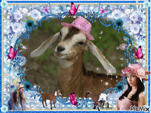 adorable chèvre avec son chapeau rose - Free animated GIF