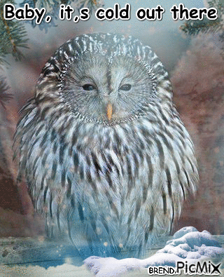 OWL COLD - Free animated GIF