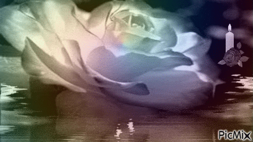 rosa - Ilmainen animoitu GIF