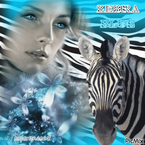Zebra Blue (concours) - Free animated GIF