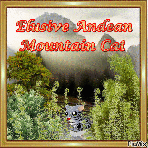 ELUSIVE ANDEAN MOUNTAIN CAT - Free animated GIF