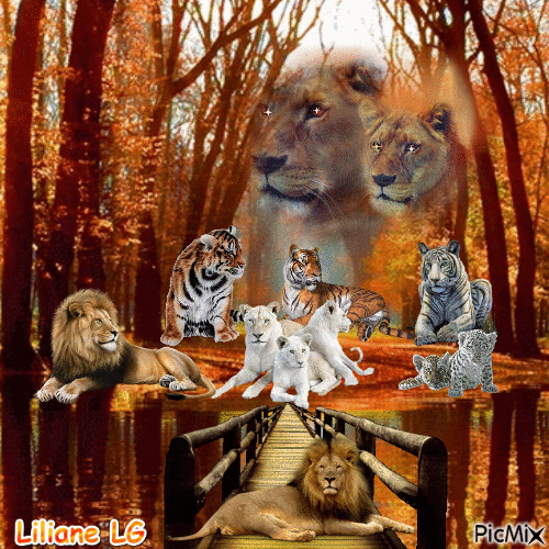 Parc d'animaux sauvages qui s'entendent à merveille (lions et tigres) - Бесплатный анимированный гифка