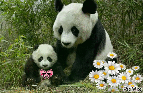 famille pandas - Δωρεάν κινούμενο GIF