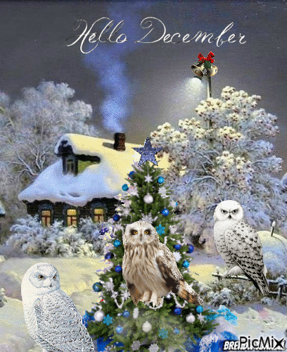 hello december owl - Nemokamas animacinis gif