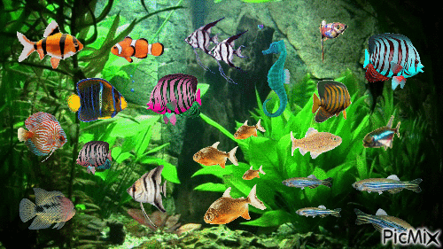 i cant have aquarium so i made one at Picmix - Бесплатный анимированный гифка
