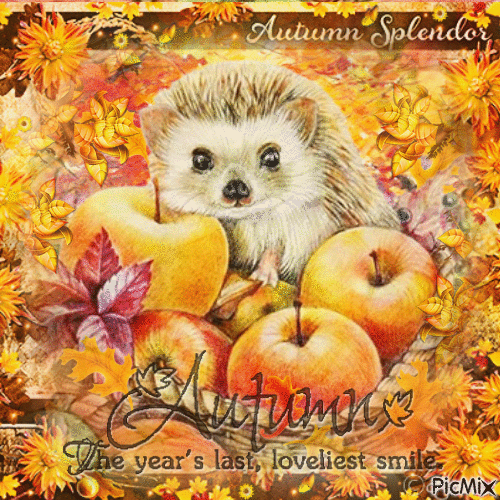 Autumn animals Hedgehog - Gratis animeret GIF
