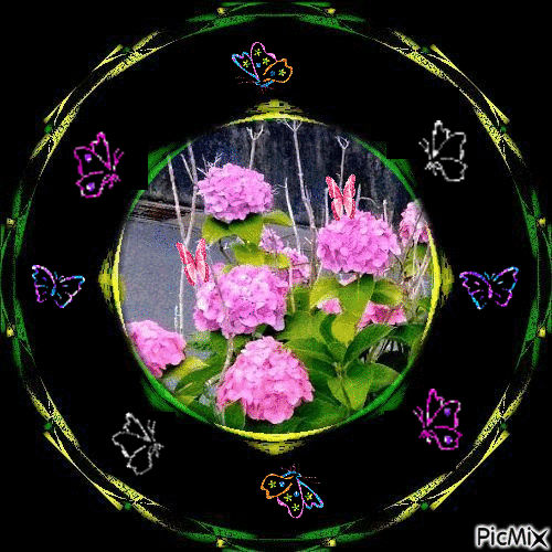 紫陽花と蝶 - GIF เคลื่อนไหวฟรี