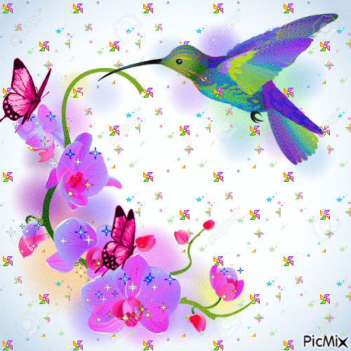 colibri - GIF animado grátis